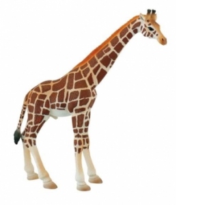 Girafa mascul