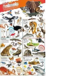 DKfindout! Animals Poster