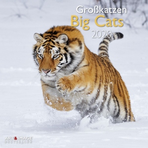 Calendar Grid 2020 Big Cats 30 x 30 cm