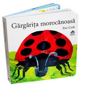 Gargarita morocanoasa