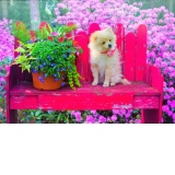 Puzzle - Puppy In The Colorful Garden, 500 piese (70042)