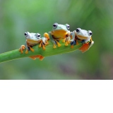 Puzzle - Friendly Frogs, 500 piese (70294)