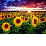 Puzzle Field of sunflowers at dusk, 1000 piese (1018)