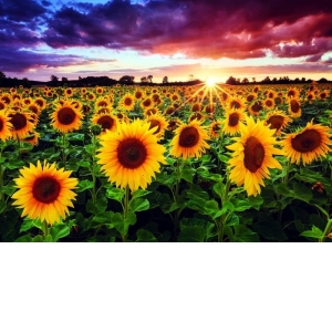 Puzzle Field of sunflowers at dusk, 1000 piese (1018)