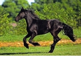 Puzzle Friesian Galloping, 500 piese (3569)