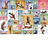 Puzzle Yoga Cats, 1000 piese (6000-0953)