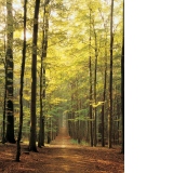 Puzzle Forest Path, 1000 piese (6000-3846)