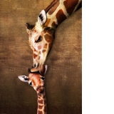 Puzzle The mother Giraffe and its girafon, 1000 piese (6000-0301)