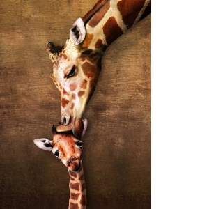 Puzzle The mother Giraffe and its girafon, 1000 piese (6000-0301)