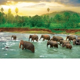 Puzzle Save the Planet!Animal Kingdom, 1000 piese (6000-5540)