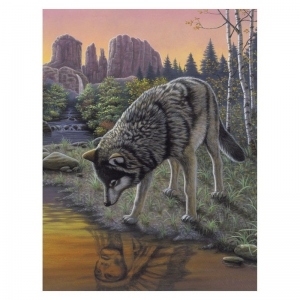 Prima pictura pe numere junior mica - Oglindirea lupului