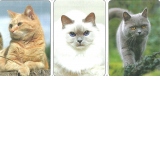 Calendar de buzunar, imagini pisici 2021