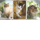 Calendar de buzunar, imagini pisici 2022