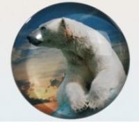 Magnet de sticla, imprimeu urs polar