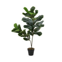 Planta decorativa in ghiveci, Charisma, H90