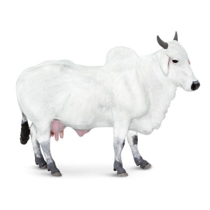 Vaca Ongole