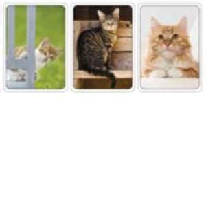 Calendar de buzunar, imagini pisici 2023