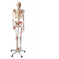 Schelet cu muschi si ligamente pe suport, 172 cm