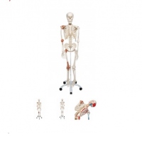 Schelet cu muschi si ligamente pe suport 172 cm (A13)