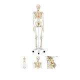 Model de schelet flexibil