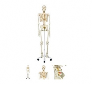 Model de schelet flexibil
