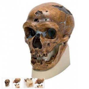 Model de craniu Premium Omul din Neanderthal (CT)