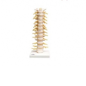Model Coloana vertebrala toracica (3B)