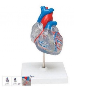 Mulaj clasic Inima cu sistem circulator, 2 parti