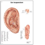 Plansa Acupunctura urechii (3B) 50X67 cm