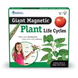 Ciclul vietii plantei - set magnetic