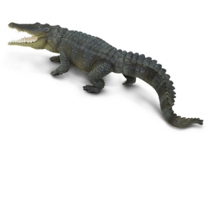Crocodil de apa sarata (SAF262629 )