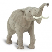 Elefant african
