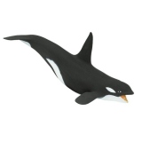 Balena ucigasa (orca)