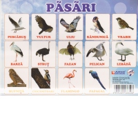 Plansa pasari salbatice A4