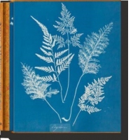 Anna Atkins. Cyanotypes