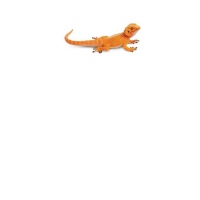 Dragonul barbos