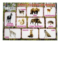 Plansa A4 Animale salbatice din Romania