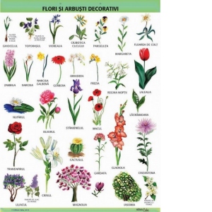 Plansa A1 Flori si arbusti decorativi, (cu 2 benzi folie magnetica pe verso)