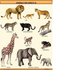 Plansa A1 Animale din Africa (I) (cu 2 benzi folie magnetica pe verso)