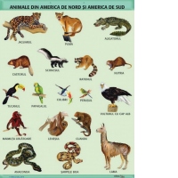 Plansa A1 Animale din America de Nord si America de Sud (cu 2 benzi folie magnetica pe verso)