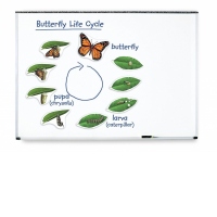 Ciclul vietii fluturelui - set magnetic