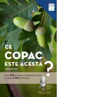 Ce copac este acesta? Peste 350 de copaci ai arbusti din Europa