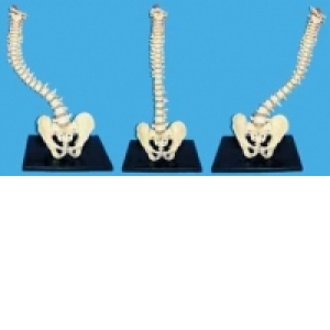 Coloana vertebrala cu bazin, flexibila, marime naturala
