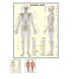 Plansa duo Scheletul uman / Sistemul muscular (fata-verso)