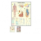 Sistemul nervos / Analizatorii DUO (fata-verso)