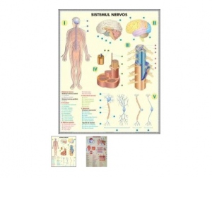 Sistemul nervos / Analizatorii DUO (fata-verso)