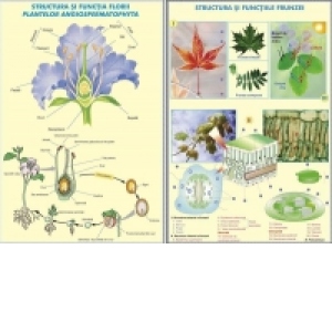 Structura si functia florii la plante de tip angiospermatophyta / Structura si functiile frunzei  DUO (fata-verso)