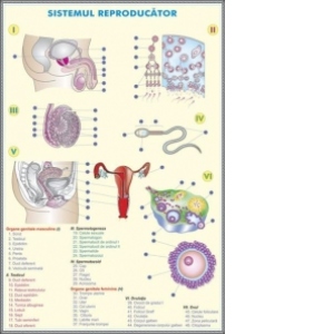 Sistemul reproducator la om / Evolutia sistemului reproducator la animale DUO (fa&#355;&#259;-verso)
