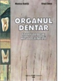 Organul dentar. Morfologie, histogeneza
