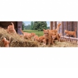 PUZZLE 1000 HIGH QUALITY COLLECTION PANORAMA - Ginger Cat Family (18+)